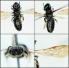 Ceratina cyanea